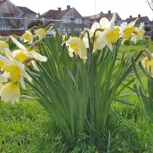 Shoulder of Mutton Green Daffodils