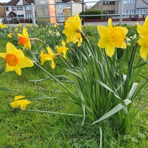Shoulder of Mutton Green Daffodils