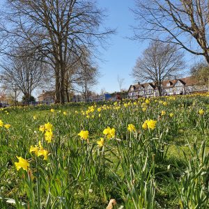 Daffodils on The Green